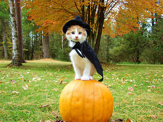 Illustration for article titled National Cat Day